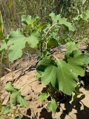 Xanthium orientale riparium
