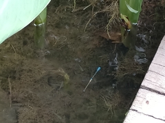 Pseudagrion microcephalum