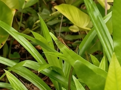 Neurothemis fluctuans