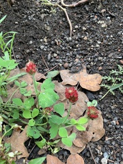 Trifolium incarnatum