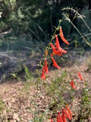 Penstemon barbatus torreyi