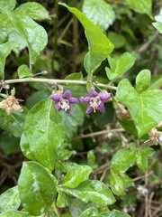 Lycium barbarum