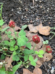 Trifolium incarnatum