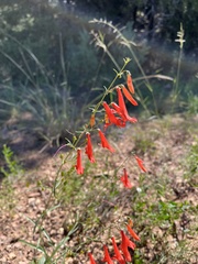 Penstemon barbatus torreyi