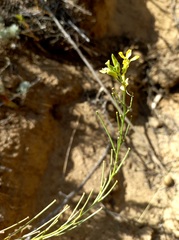 Erysimum canescens