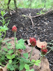 Trifolium incarnatum