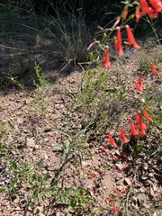 Penstemon barbatus torreyi