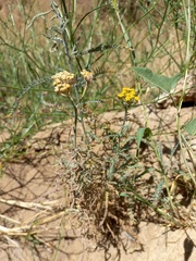 Achillea micrantha