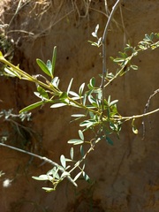 Chamaecytisus borysthenicus