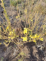 Oenothera rhombipetala