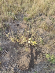 Oenothera rhombipetala