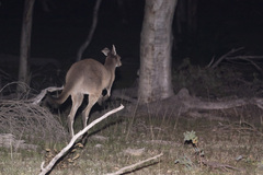 Macropus fuliginosus