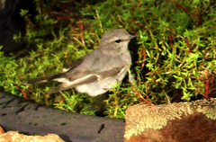 Melanodryas cucullata