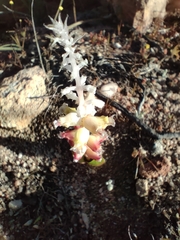Lachenalia membranacea