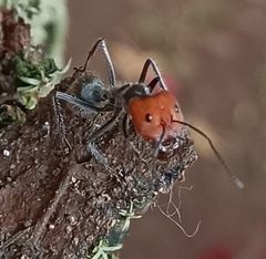 Camponotus singularis