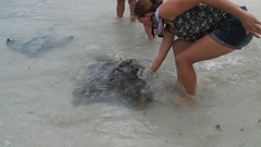 Myliobatis tenuicaudatus