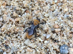 Dasymutilla californica