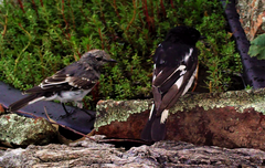 Melanodryas cucullata