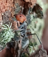Camponotus singularis