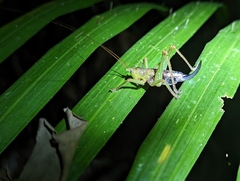 Austrosalomona destructor