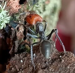 Camponotus singularis