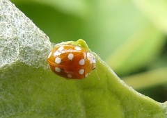 Vibidia duodecimguttata