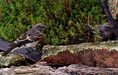 Melanodryas cucullata