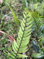 Pellaea falcata