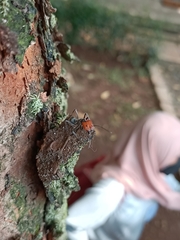 Camponotus singularis