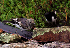 Melanodryas cucullata