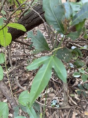 Passiflora pallida