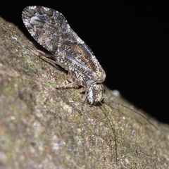 Nimbopsocus australis