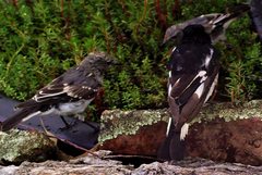 Melanodryas cucullata