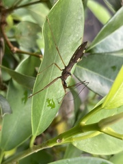 Epidaus sexspinus