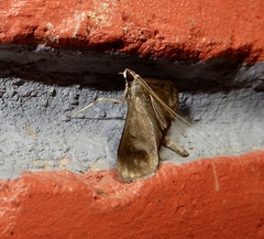 Almonia