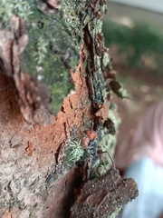 Camponotus singularis