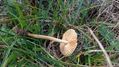 Marasmius oreades