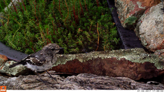 Melanodryas cucullata