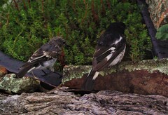 Melanodryas cucullata