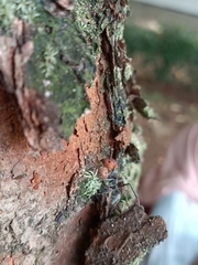 Camponotus singularis