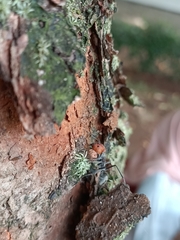 Camponotus singularis