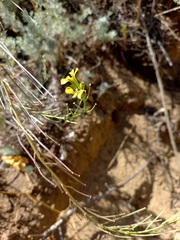 Erysimum canescens