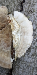 Trametes
