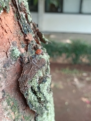 Camponotus singularis