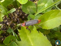 Cantharis