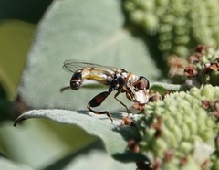 Syritta pipiens