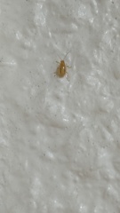 Chrysomeloidea