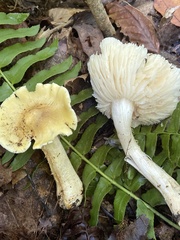 Tricholoma