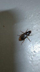 Harpalinae