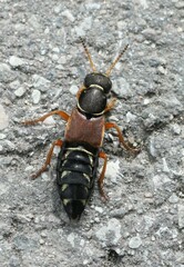 Staphylinus dimidiaticornis